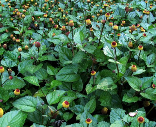 Toothache Plant Spilanthes acmella